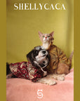 Coronation | Pet top
